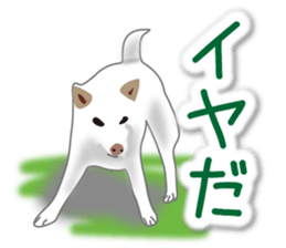 My white dog2 sticker #15037996