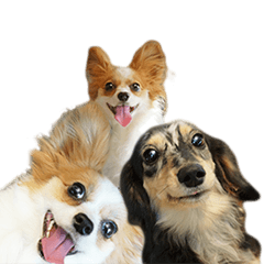 A good friend Wanko (Dachs & Papillon)