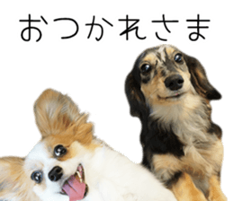 A good friend Wanko (Dachs & Papillon) sticker #15040060