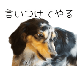 A good friend Wanko (Dachs & Papillon) sticker #15040066