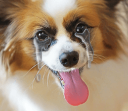 A good friend Wanko (Dachs & Papillon) sticker #15040074