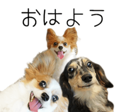 A good friend Wanko (Dachs & Papillon) sticker #15040075