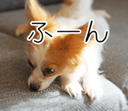 A good friend Wanko (Dachs & Papillon) sticker #15040077