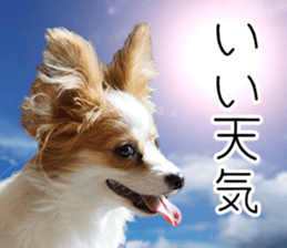 A good friend Wanko (Dachs & Papillon) sticker #15040079