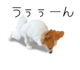 A good friend Wanko (Dachs & Papillon) sticker #15040081