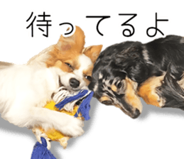 A good friend Wanko (Dachs & Papillon) sticker #15040084