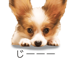A good friend Wanko (Dachs & Papillon) sticker #15040086