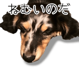 A good friend Wanko (Dachs & Papillon) sticker #15040087