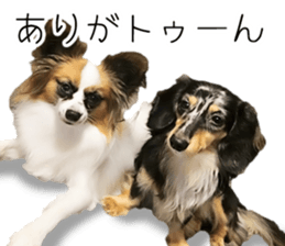 A good friend Wanko (Dachs & Papillon) sticker #15040089