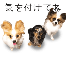 A good friend Wanko (Dachs & Papillon) sticker #15040091