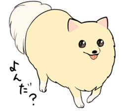 Pomeranian<Dog breed> sticker #15040341