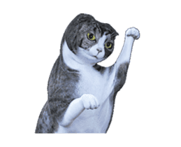 Moving Scottish Fold Cat 3 sticker #15042251