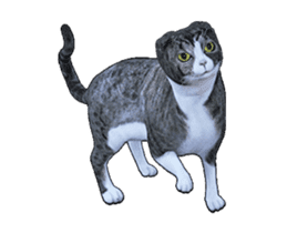 Moving Scottish Fold Cat 3 sticker #15042252