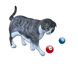 Moving Scottish Fold Cat 3 sticker #15042253
