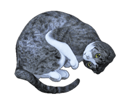 Moving Scottish Fold Cat 3 sticker #15042254