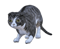 Moving Scottish Fold Cat 3 sticker #15042255