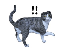 Moving Scottish Fold Cat 3 sticker #15042256