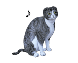 Moving Scottish Fold Cat 3 sticker #15042257