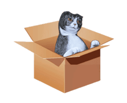Moving Scottish Fold Cat 3 sticker #15042259