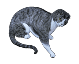 Moving Scottish Fold Cat 3 sticker #15042260