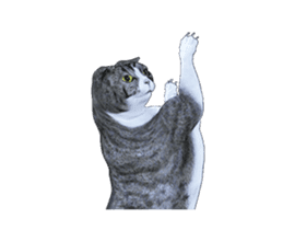 Moving Scottish Fold Cat 3 sticker #15042261