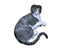 Moving Scottish Fold Cat 3 sticker #15042262