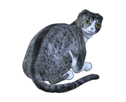Moving Scottish Fold Cat 3 sticker #15042263