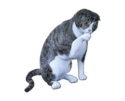 Moving Scottish Fold Cat 3 sticker #15042264