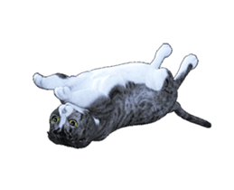 Moving Scottish Fold Cat 3 sticker #15042265