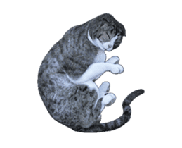 Moving Scottish Fold Cat 3 sticker #15042266