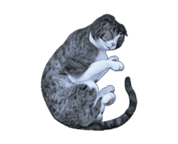 Moving Scottish Fold Cat 3 sticker #15042267