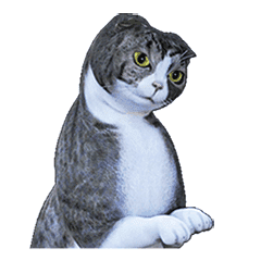 Moving Scottish Fold Cat 3