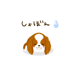 Cavalier King Charles Spaniel<Dog breed> sticker #15044093