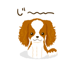 Cavalier King Charles Spaniel<Dog breed> sticker #15044114