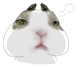 The beagle meets the little rabbit 2017 sticker #15044128