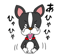 Boston terrier<Dog breed> sticker #15044341