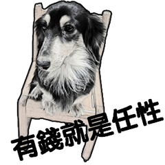 Black-haired Dachshund