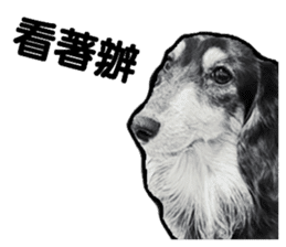 Black-haired Dachshund sticker #15044455