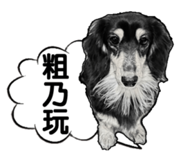 Black-haired Dachshund sticker #15044456