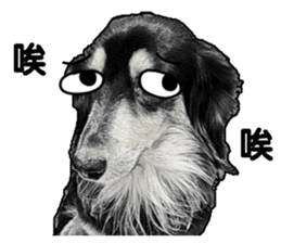 Black-haired Dachshund sticker #15044459