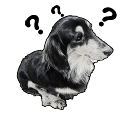Black-haired Dachshund sticker #15044461