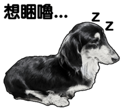 Black-haired Dachshund sticker #15044466