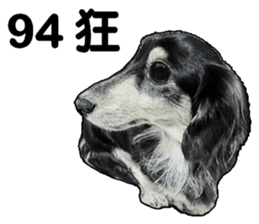 Black-haired Dachshund sticker #15044473