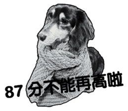 Black-haired Dachshund sticker #15044474