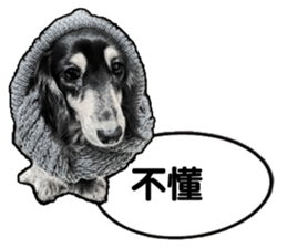 Black-haired Dachshund sticker #15044477