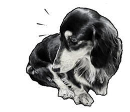 Black-haired Dachshund sticker #15044481