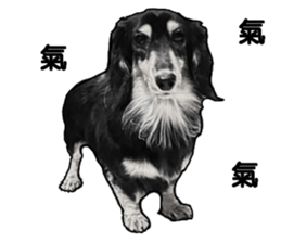 Black-haired Dachshund sticker #15044483