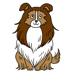 Shetland Sheepdog<Dog breed>