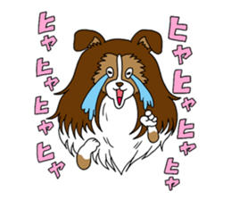 Shetland Sheepdog<Dog breed> sticker #15044860