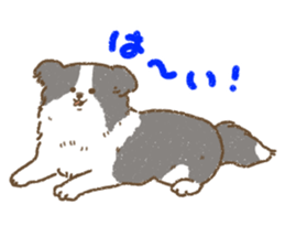 Border Collie<Dog breed> sticker #15045643